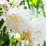 Cacto Cachimbo Holandês: como cultivar essa raridade e apreciar sua flor deslumbrante