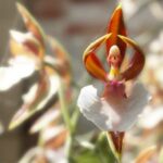 Descubra a Orquídea Dançarina, Uma das Mais Fascinantes do Mundo