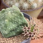 Flor rara: conheça a Pseudolithos em forma de cubo que vai encantar seu jardim