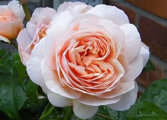 Conheça a história por trás da raríssima flor Julieta Rosa